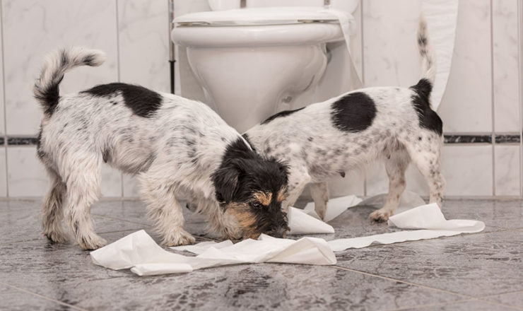 犬・猫による糞尿消臭