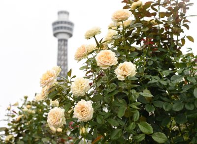 yokohama