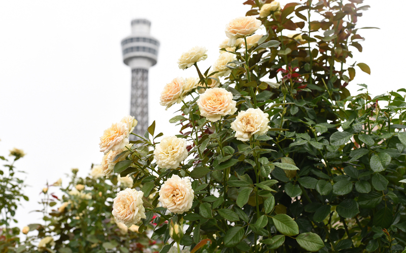 yokohama